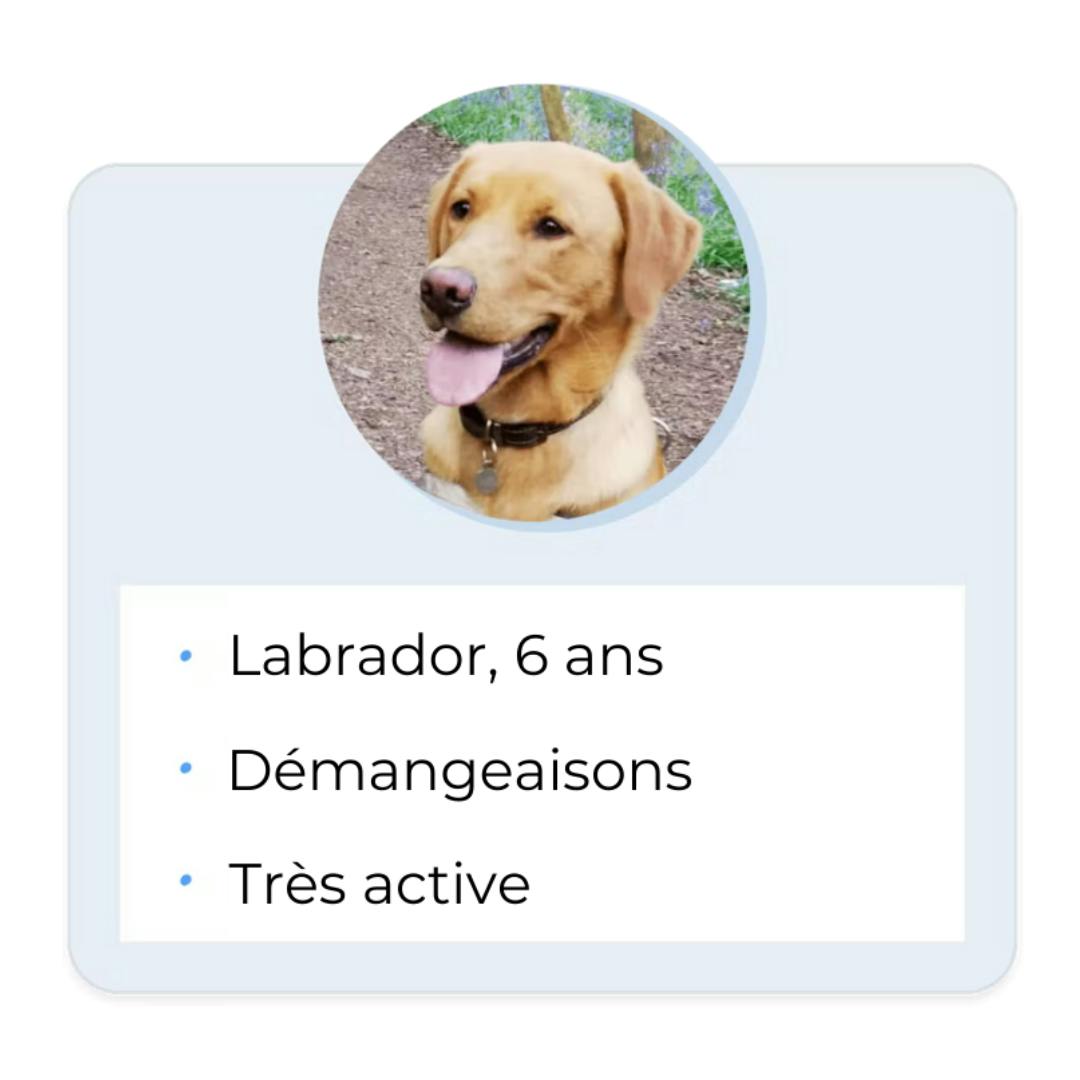 Chien Labrador, 6 ans, Démangeaisons, Très active