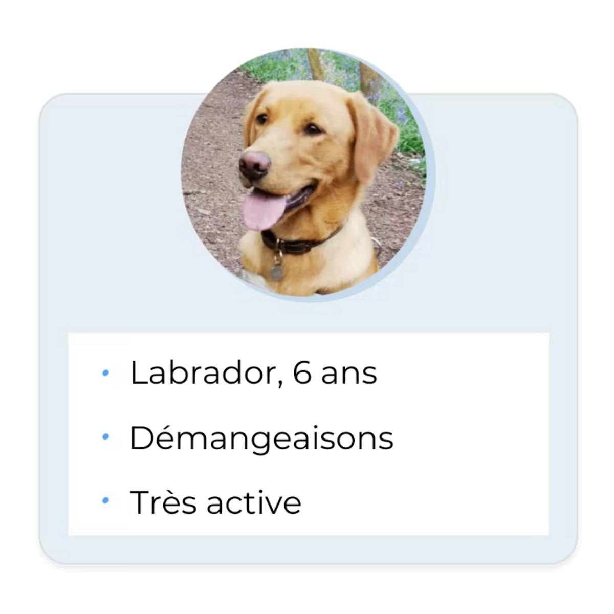 Labrador, 6 ans, Démangeaisons, Très active