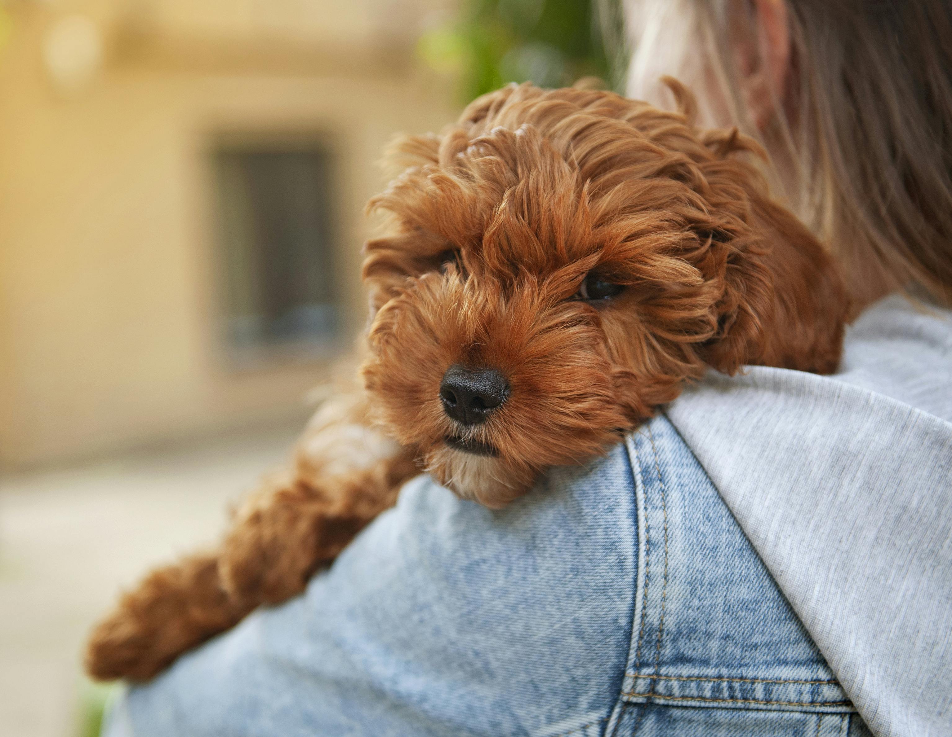 photo of a dog getting a hug from it's owner
