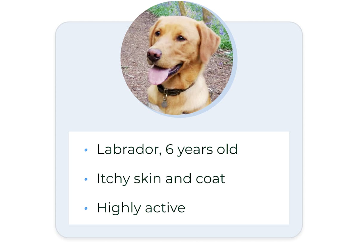 Labrador, 6 years old. Itchy skin and coat. Highly active.
