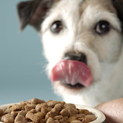 Hund schleckt sich über die Lippen vor einer Schüssel mit Trockenfutter von tails.com