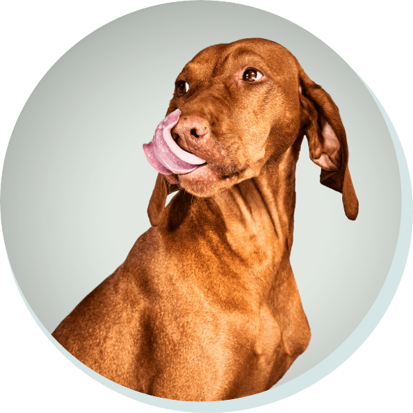 Hund schleckt sich über die Lippen