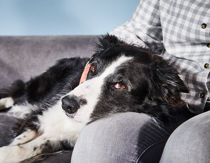 dog waiting for tails.com delivery