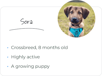 Sora - crossbreed, 8 months old, highly active, a growing puppy