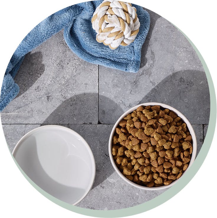 Dog Food For Sensitive Stomachs | Tails.Com