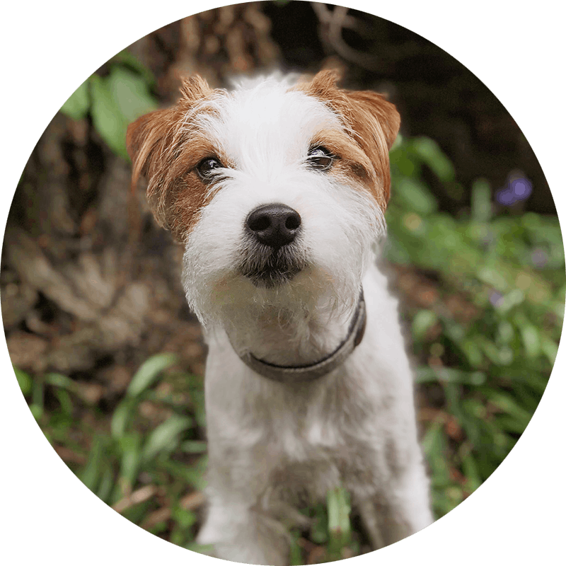 Claude the Parsons Jack Russell