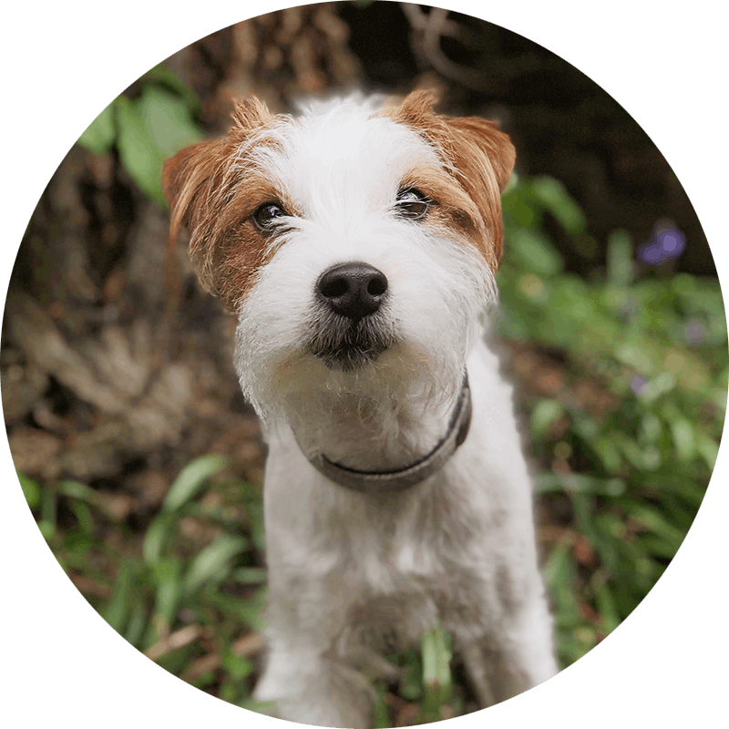 Claude der Parsons Jack Russell