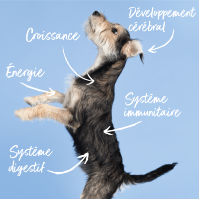 Une image de l'un des chiens de l'équipe de Tails.com appelé Bear.