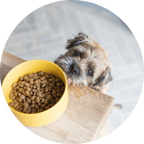 Chien léchant les lèvres en mangeant de la nourriture pour chiens âgés