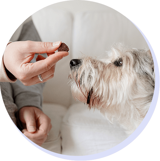 Image of dog and treat