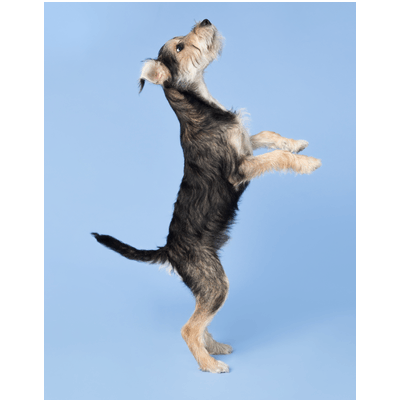 dog jumping