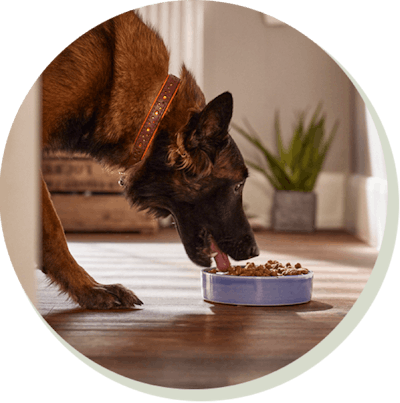 Dog eating dog food from a bowl