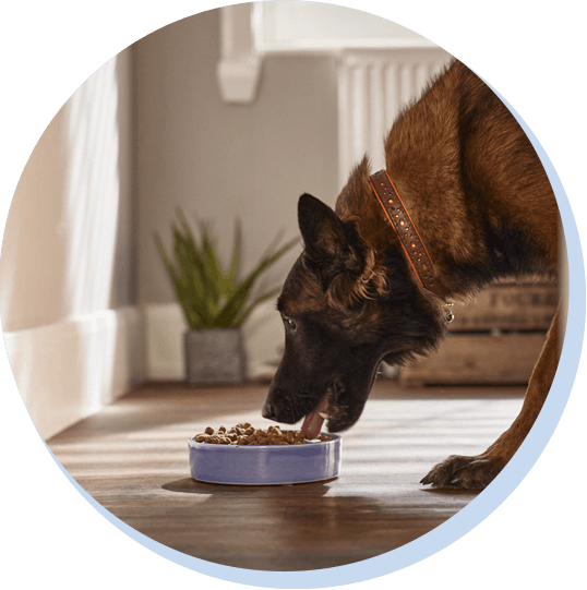 Un chien avec des croquettes hypoallergénique Tails.com