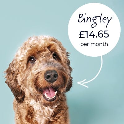 dog with price tag