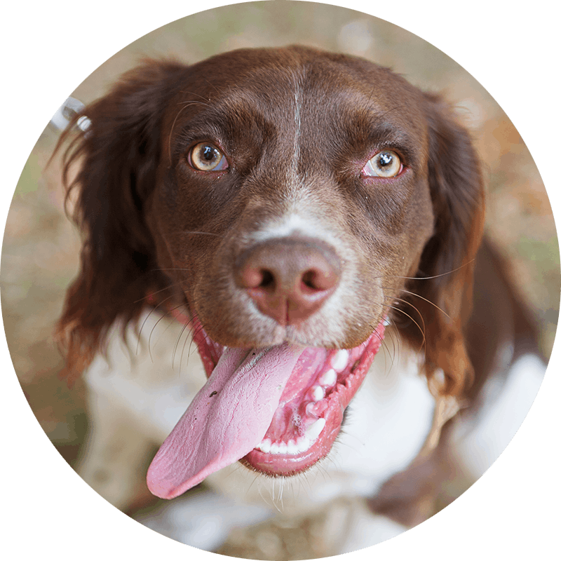 Nelson the English Springer Spaniel