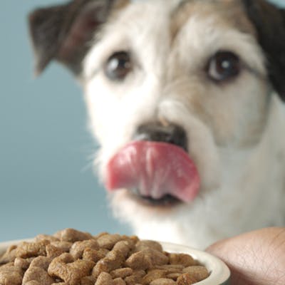 Hond likt lippen en geniet van senior hondenvoer