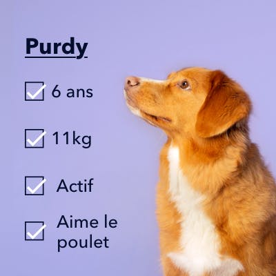 un chien appelé Purdy