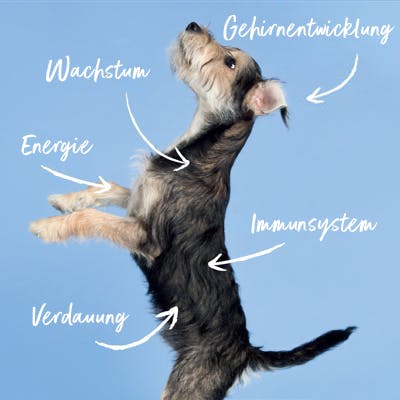 Bear, ein Tails.com Hund als Welpe. Beschriftet mit den Kernpunkten wie tails.com das Wachstum unterstützen kann. Zum Beispiel Wachstum, Gehirnentwicklung, Energielevel und Immunsystem.