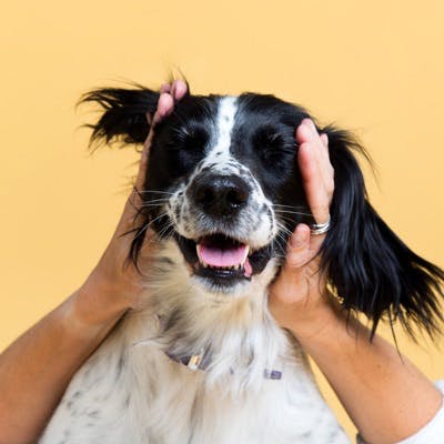 Cocker spaniel with shiny coat