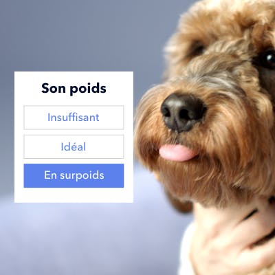 Des croquettes pour aider à gérer le poids de votre chien