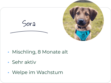 Sora - Mischling, 8 Monate alt, sehr aktiv, Welpe im Wachstum