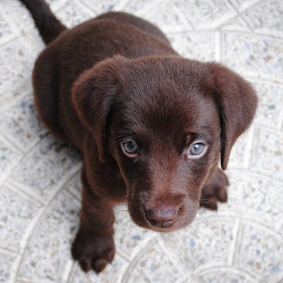 Labrador puppy with supple joints