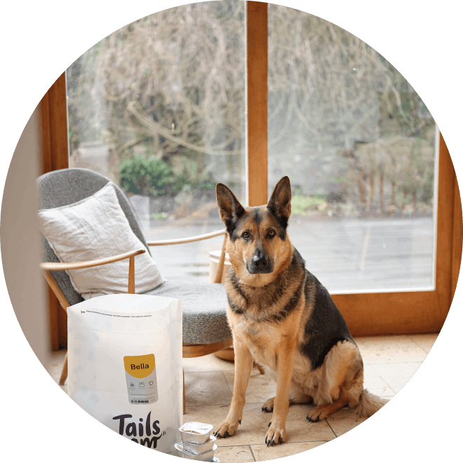 dog eating grain free food