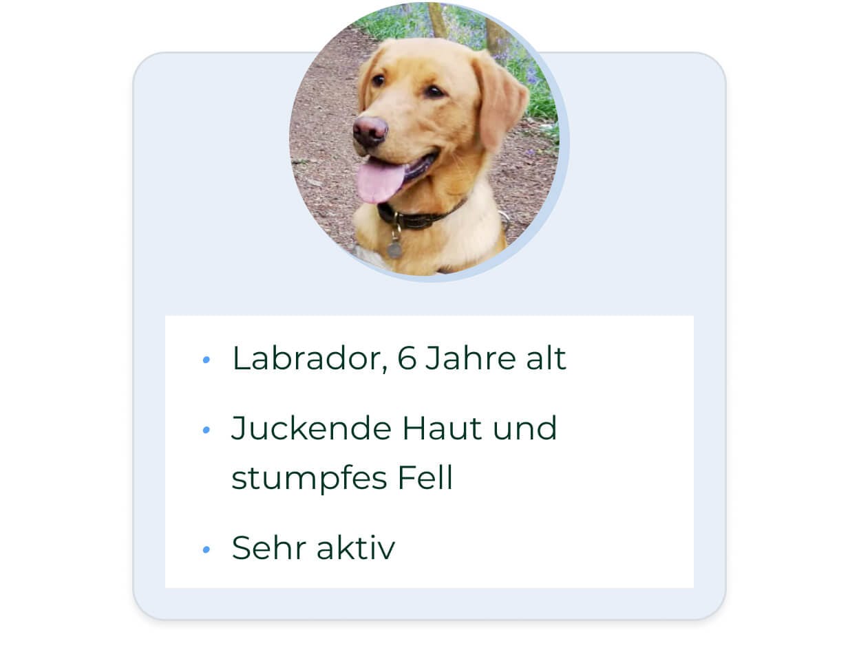 Labrador, 6 Jahre alt. Juckende Haut und stumpfes Fell. Sehr aktiv.