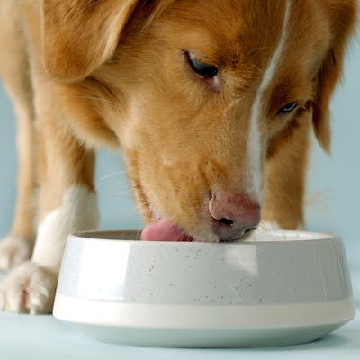 Purdy enjoying his unique recipe of dog food