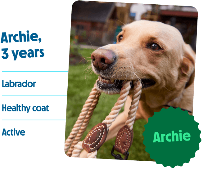 Archie - Labrador, 3 years old, healthy coat, active