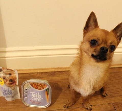 A picture of a customers dog called Boo