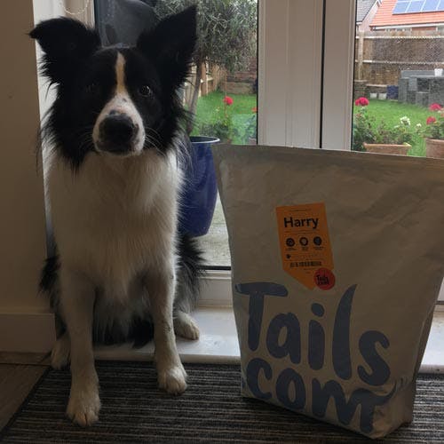 Harry the Border Collie's review of tails.com