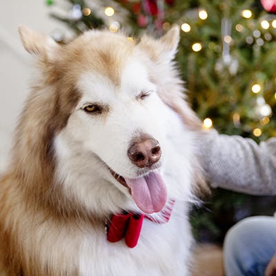 dog wearing red christmas bow