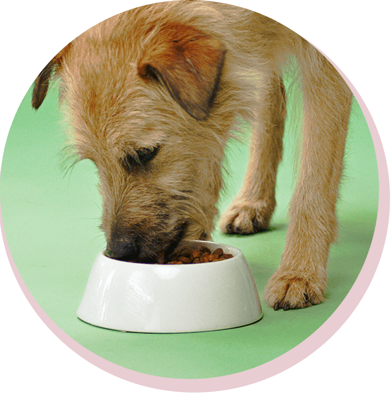 Best senior dog food best sale with grain