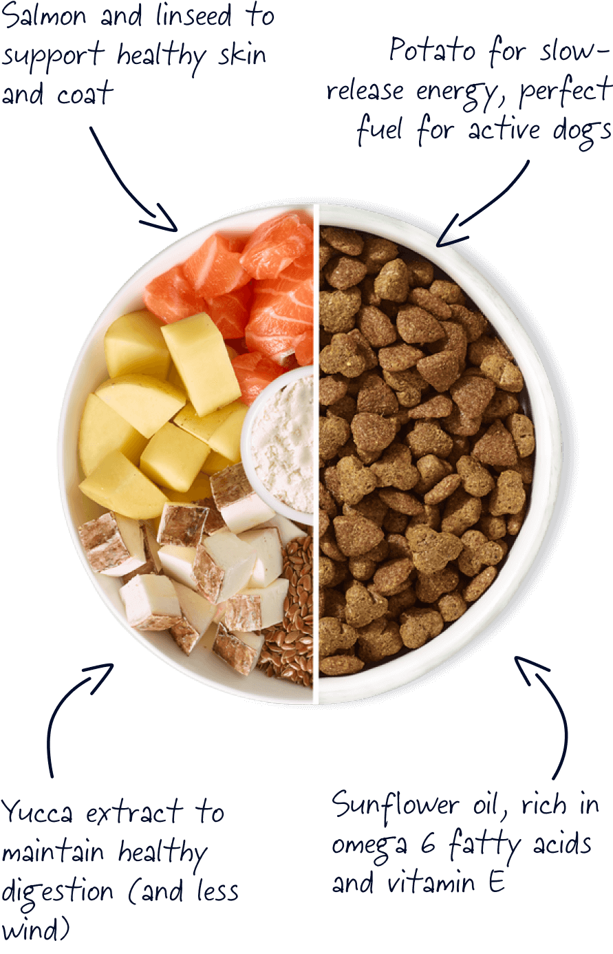 Healthy dog 2025 food ingredients