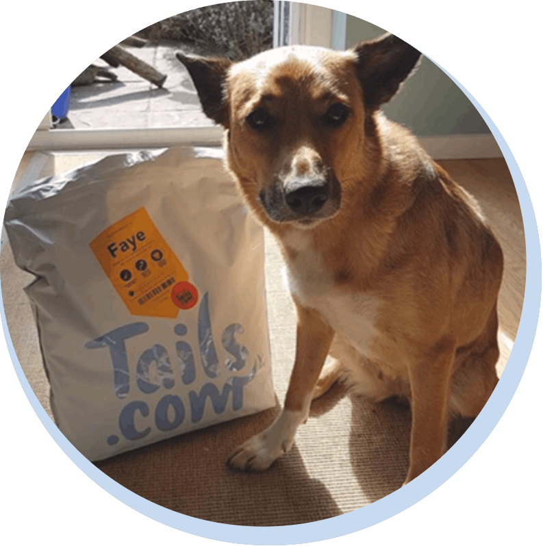 collie cross tails.com bag