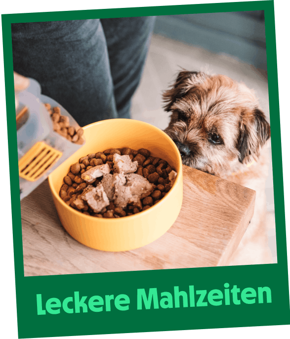 Leckere Mahlzeiten