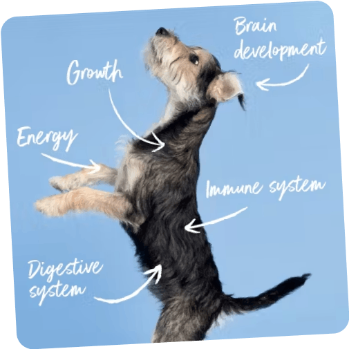 An image of one of Tails.com staff dogs called Bear as a puppy. Annotated with the core areas Tails.com food can help a growing puppy. For example, growth, brain development, energy, immune system and digestive system.