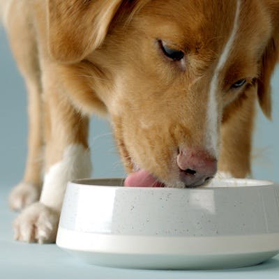 Photo d'un chien qui mange une gamelle de croquettes sans céréales tails.com