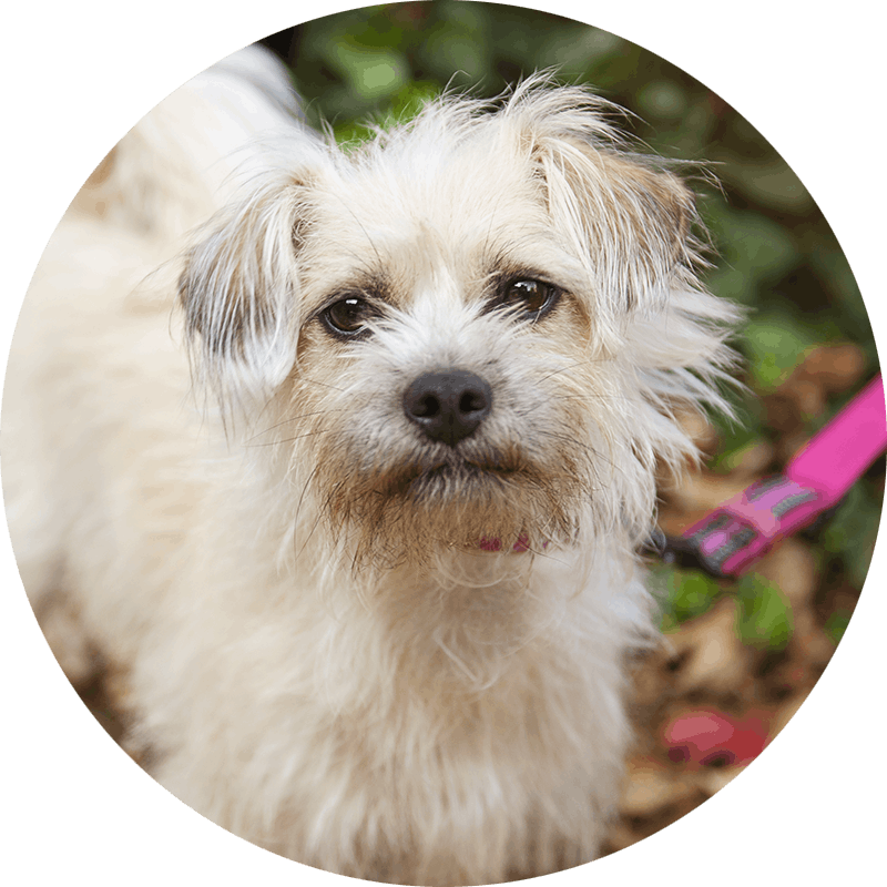 Humbug der Terrier-Mix