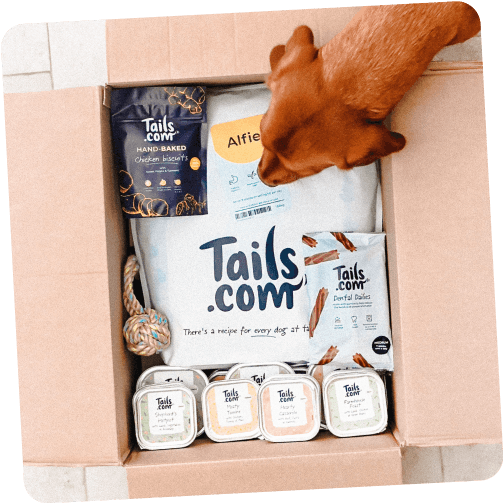 Alfie the dog sniffing his full tails.com box of treats and food
