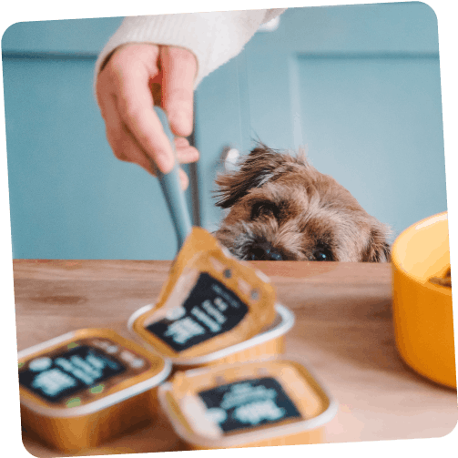 Monty peeping over the counter at his tails.com food