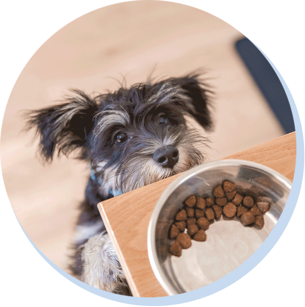 puppy and food bowl