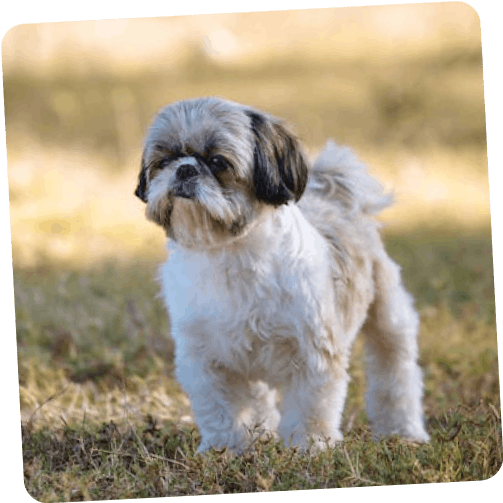 Happy Shih Tzu