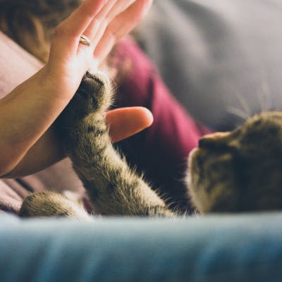 cat licking his bowl clean