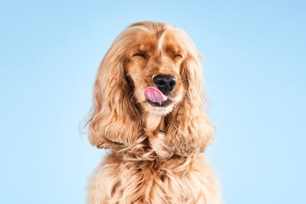 Bella die haar lippen lekt