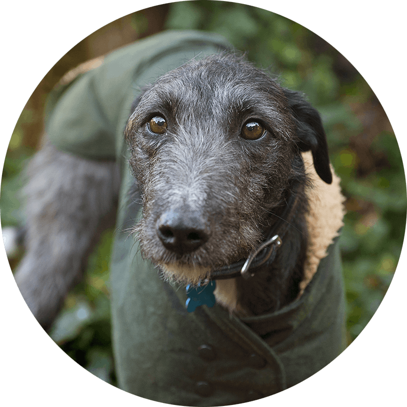 Blue the Lurcher