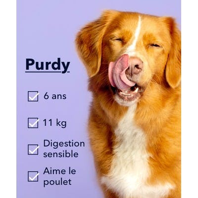 Une photo d'un chien appelé Purdy qui se lèche les lèvres.