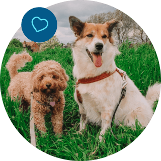 Two dogs looking happy on their walk