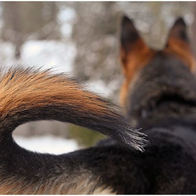 Happy German Shepherd wagging tail